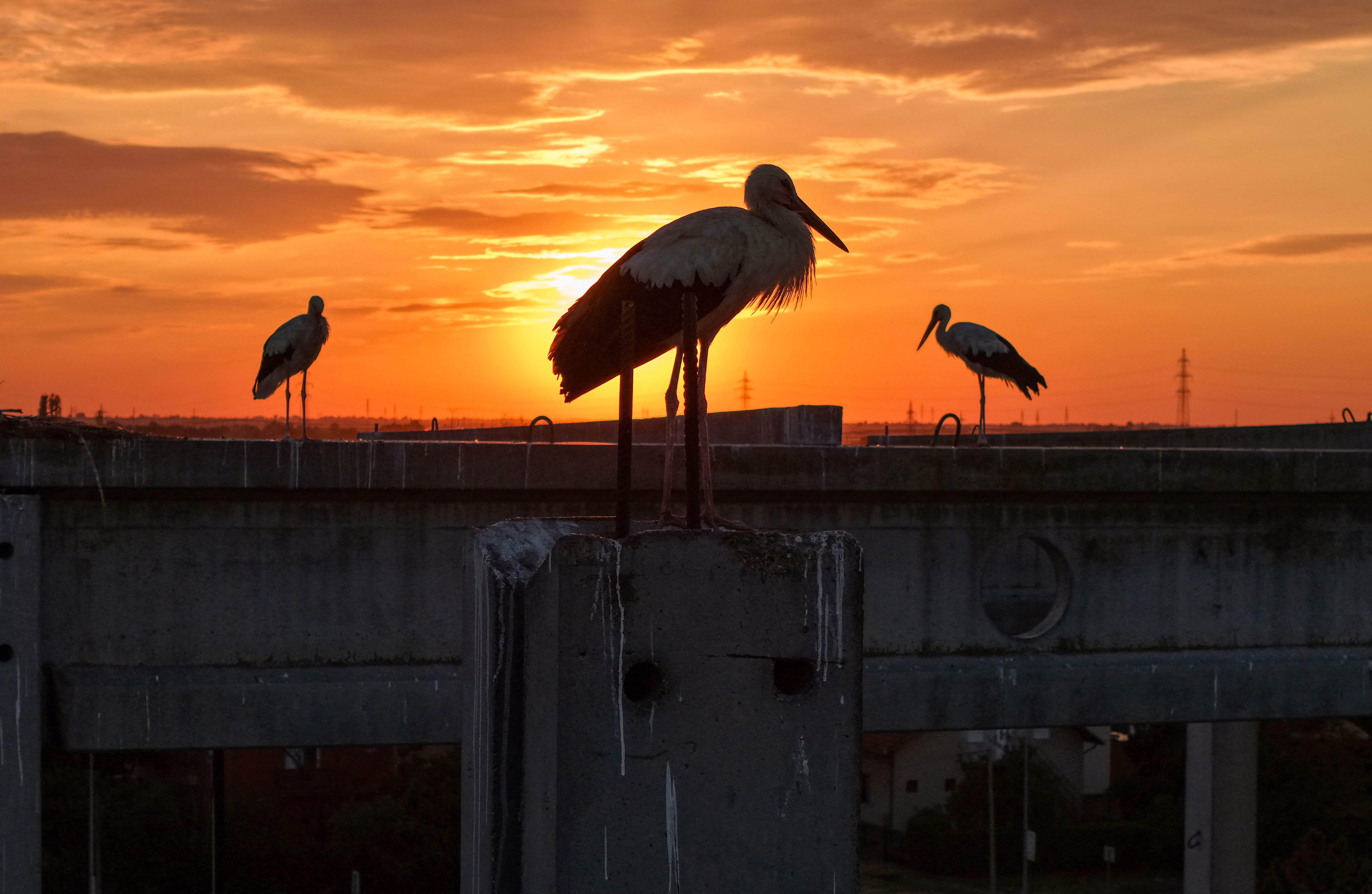 Three storks stand on concrete pillars in an unfinished building site, seen in silhouette against a sunset.