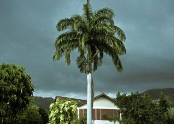 A Bleak, Violent Novel’s Unexpected Delights