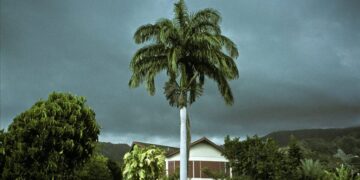 A Bleak, Violent Novel’s Unexpected Delights