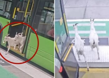 Fare-evading goats back home after hopping on public Portland bus during morning commute