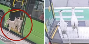 Fare-evading goats back home after hopping on public Portland bus during morning commute