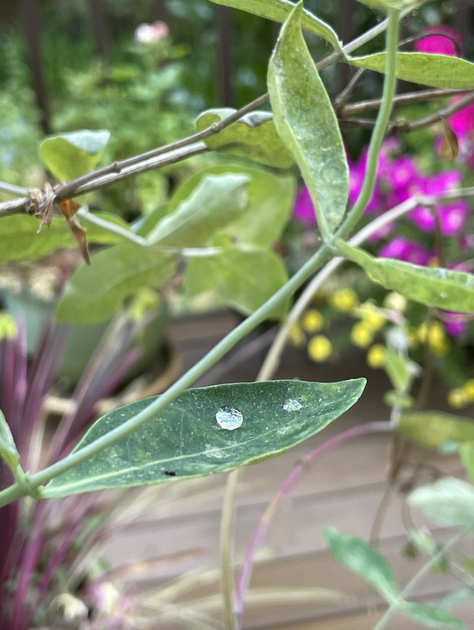 A drop of rain on a plant