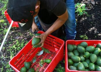 Avocado pickers in Mexico restart exports as security alert is lifted but are ‘at the mercy of whatever the U.S. market and government decide’