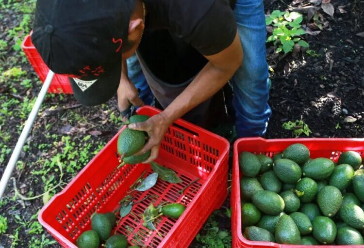 Avocado pickers in Mexico restart exports as security alert is lifted but are ‘at the mercy of whatever the U.S. market and government decide’
