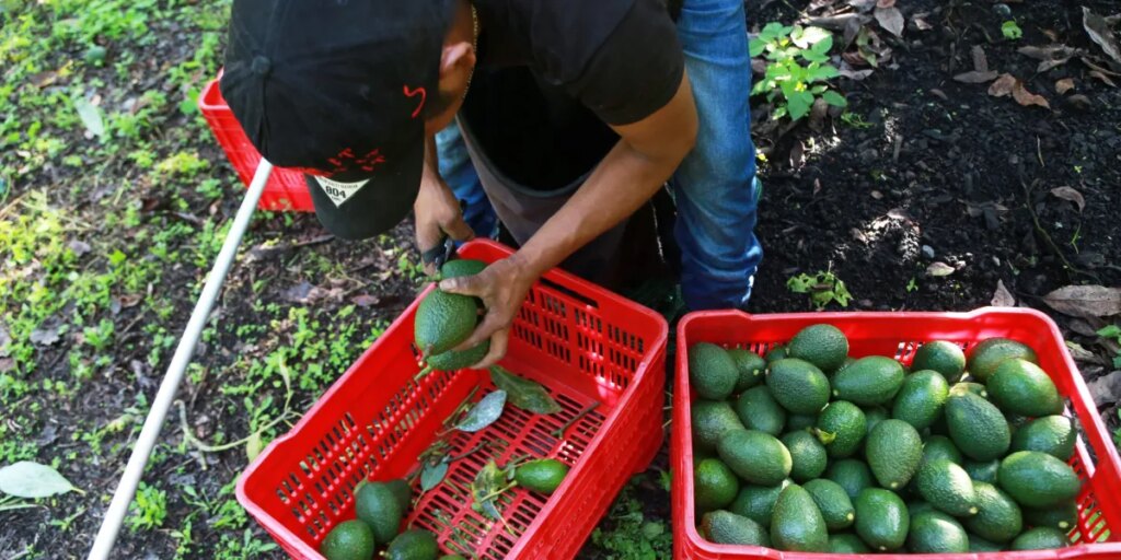 Avocado pickers in Mexico restart exports as security alert is lifted but are ‘at the mercy of whatever the U.S. market and government decide’