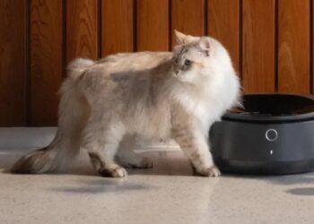 Internet-Connected Pet Feeders Go Down, Leaving Kitties Hungry