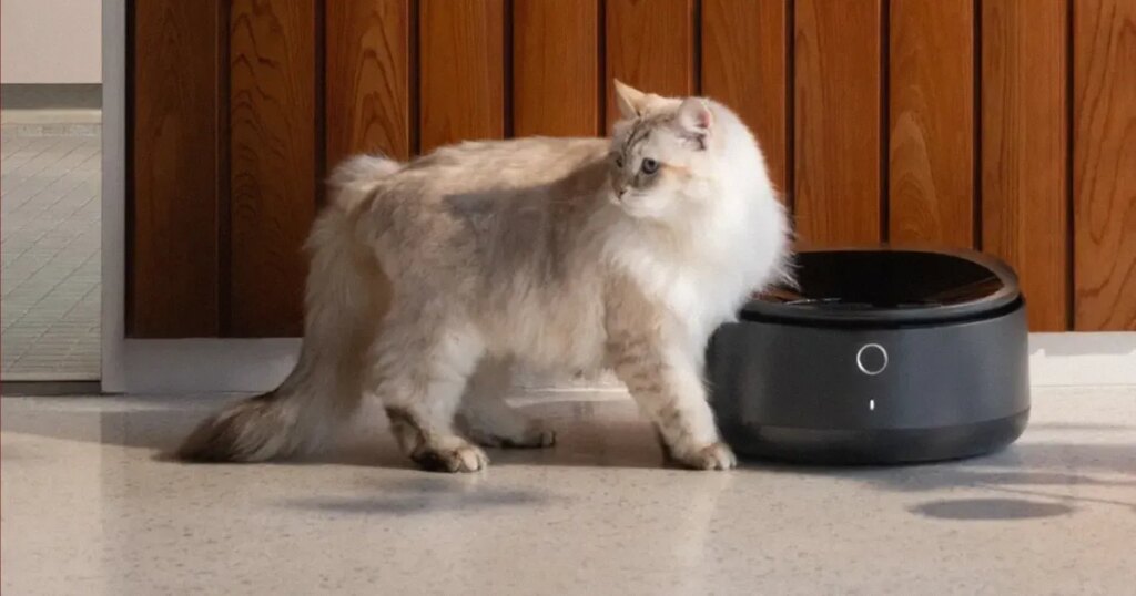 Internet-Connected Pet Feeders Go Down, Leaving Kitties Hungry