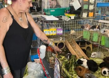One guinea pig helped her son heal. Now she has to feed 400 every day, running America’s biggest Guinea Pig Sanctuary