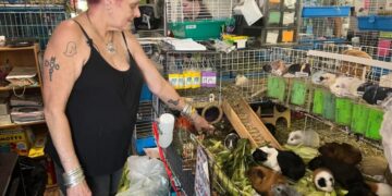 One guinea pig helped her son heal. Now she has to feed 400 every day, running America’s biggest Guinea Pig Sanctuary