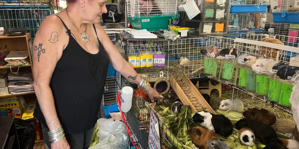 One guinea pig helped her son heal. Now she has to feed 400 every day, running America’s biggest Guinea Pig Sanctuary