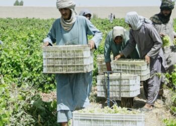 Afghanistan’s grape harvest is turning into raisins — literally — as exports collapse