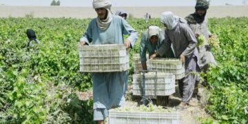 Afghanistan’s grape harvest is turning into raisins — literally — as exports collapse