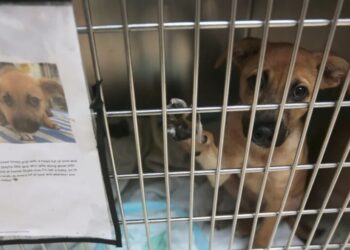 Texas’ screwworm could be fatal for the unadopted dogs and cats in rescue shelters statewide