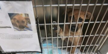 Texas’ screwworm could be fatal for the unadopted dogs and cats in rescue shelters statewide