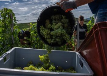 The great climate change Champagne race, as grape ripening shrinks from 100 to 80 days: ‘We’ve never seen anything like it’