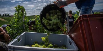 The great climate change Champagne race, as grape ripening shrinks from 100 to 80 days: ‘We’ve never seen anything like it’