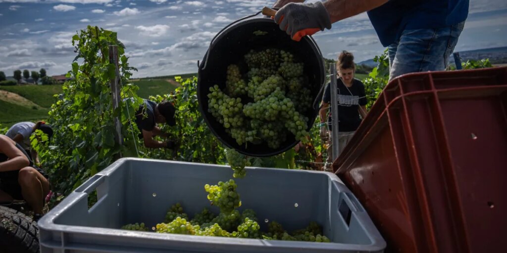The great climate change Champagne race, as grape ripening shrinks from 100 to 80 days: ‘We’ve never seen anything like it’