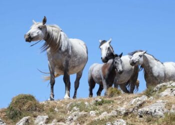 Trump secretly sends thousands of horses to their deaths: ‘Slaughter in plain sight’