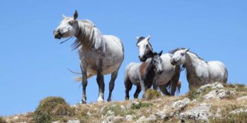 Trump secretly sends thousands of horses to their deaths: ‘Slaughter in plain sight’