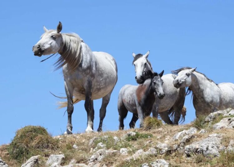 Trump secretly sends thousands of horses to their deaths: ‘Slaughter in plain sight’