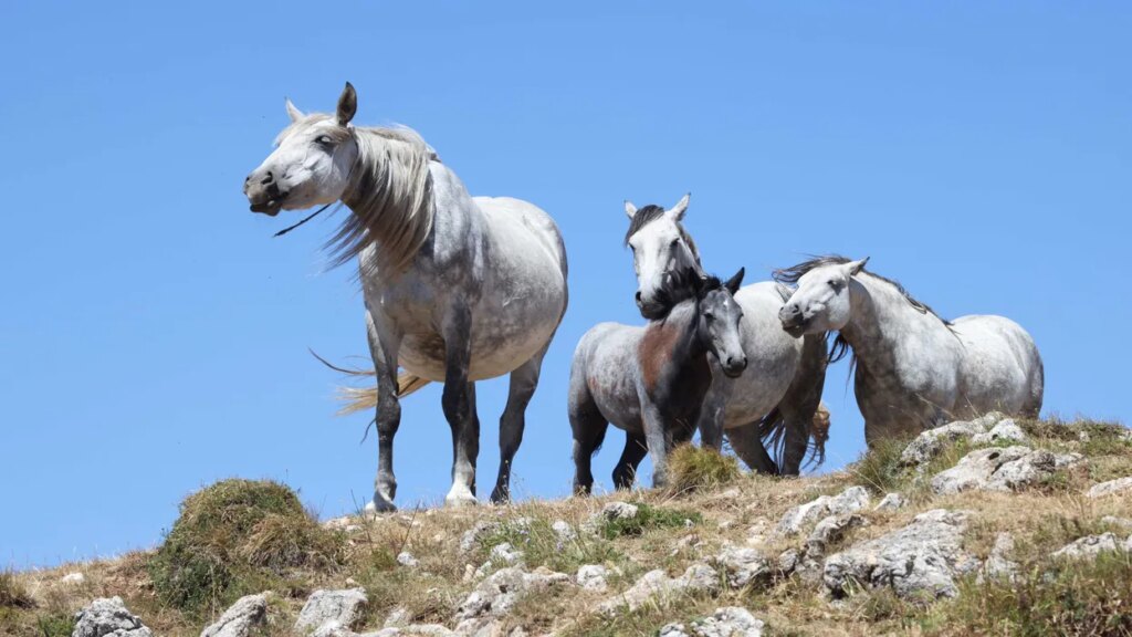 Trump secretly sends thousands of horses to their deaths: ‘Slaughter in plain sight’
