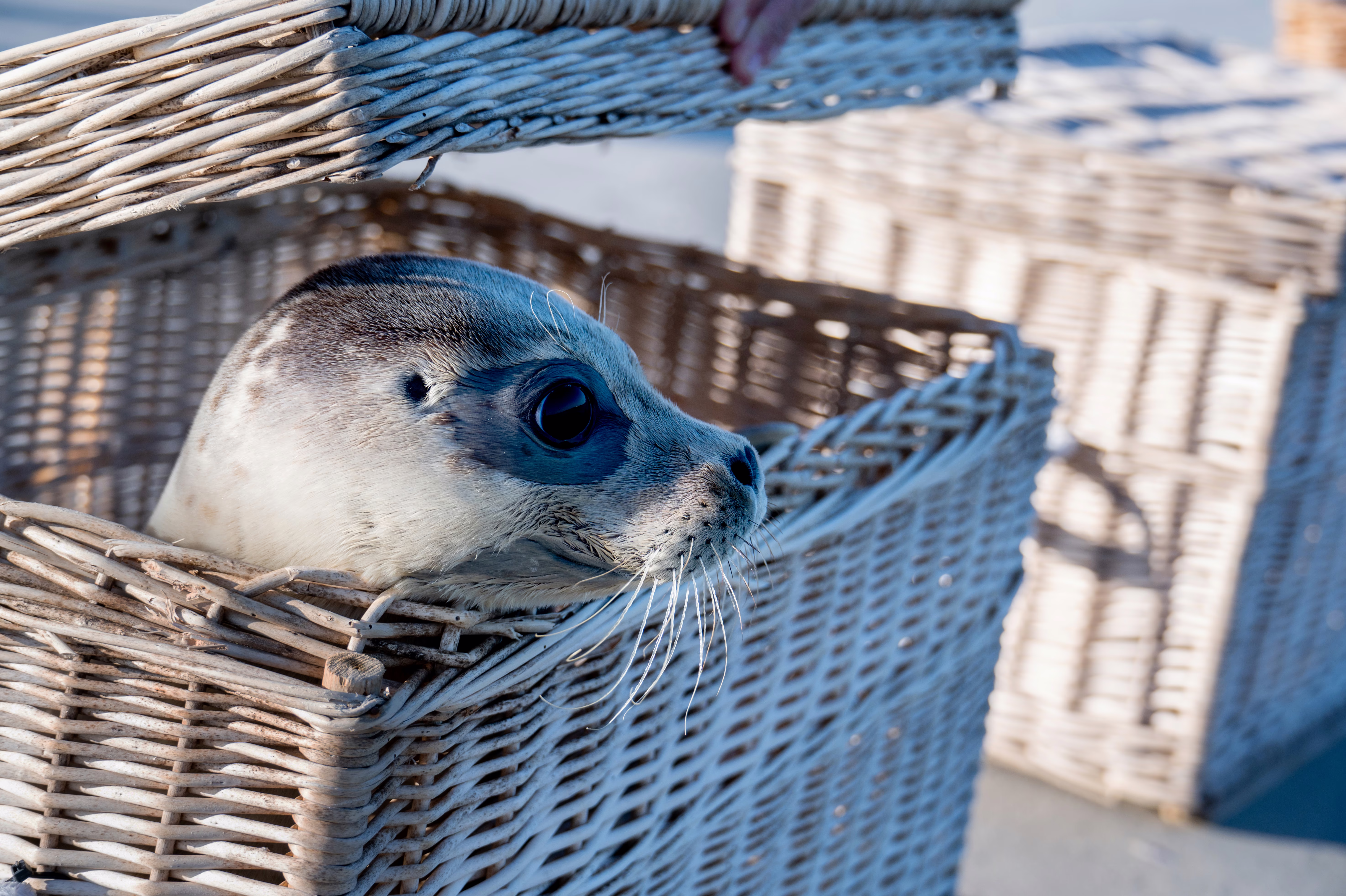 A seal peeks out of a wicker transport crate before being released.