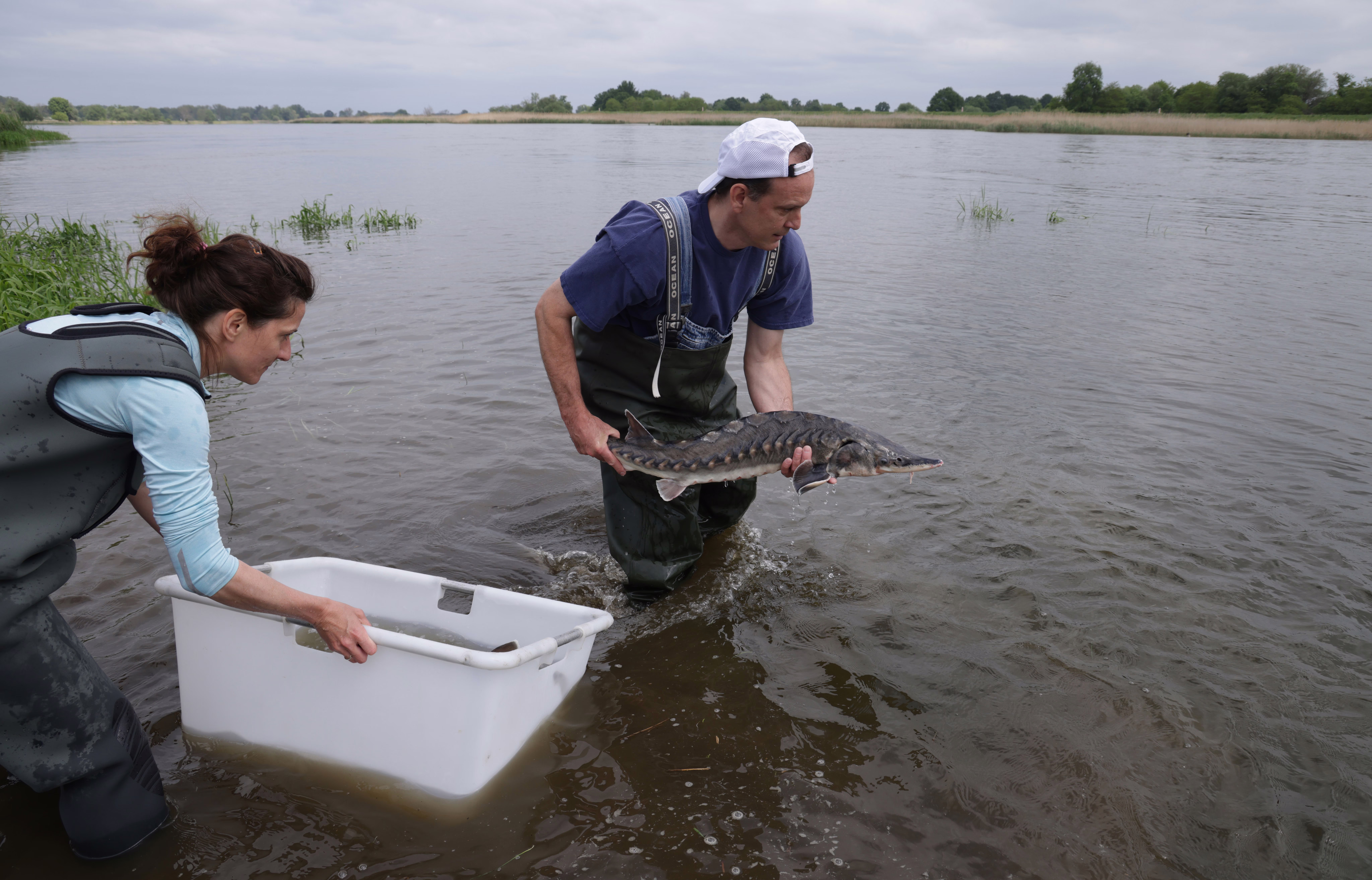 Two people in waders stand knee-deep in river water, while releasing a sturgeon into the wild.