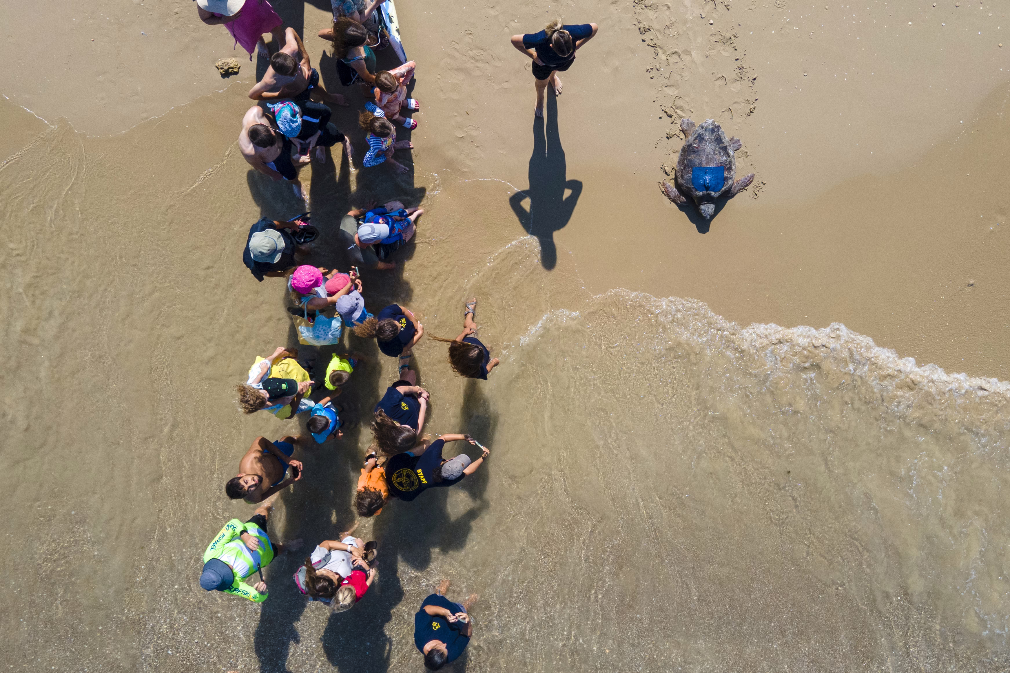 A top-down view of a crowd watching as a sea turtle with a transmission device attached to its shell makes its way down a beach to the sea