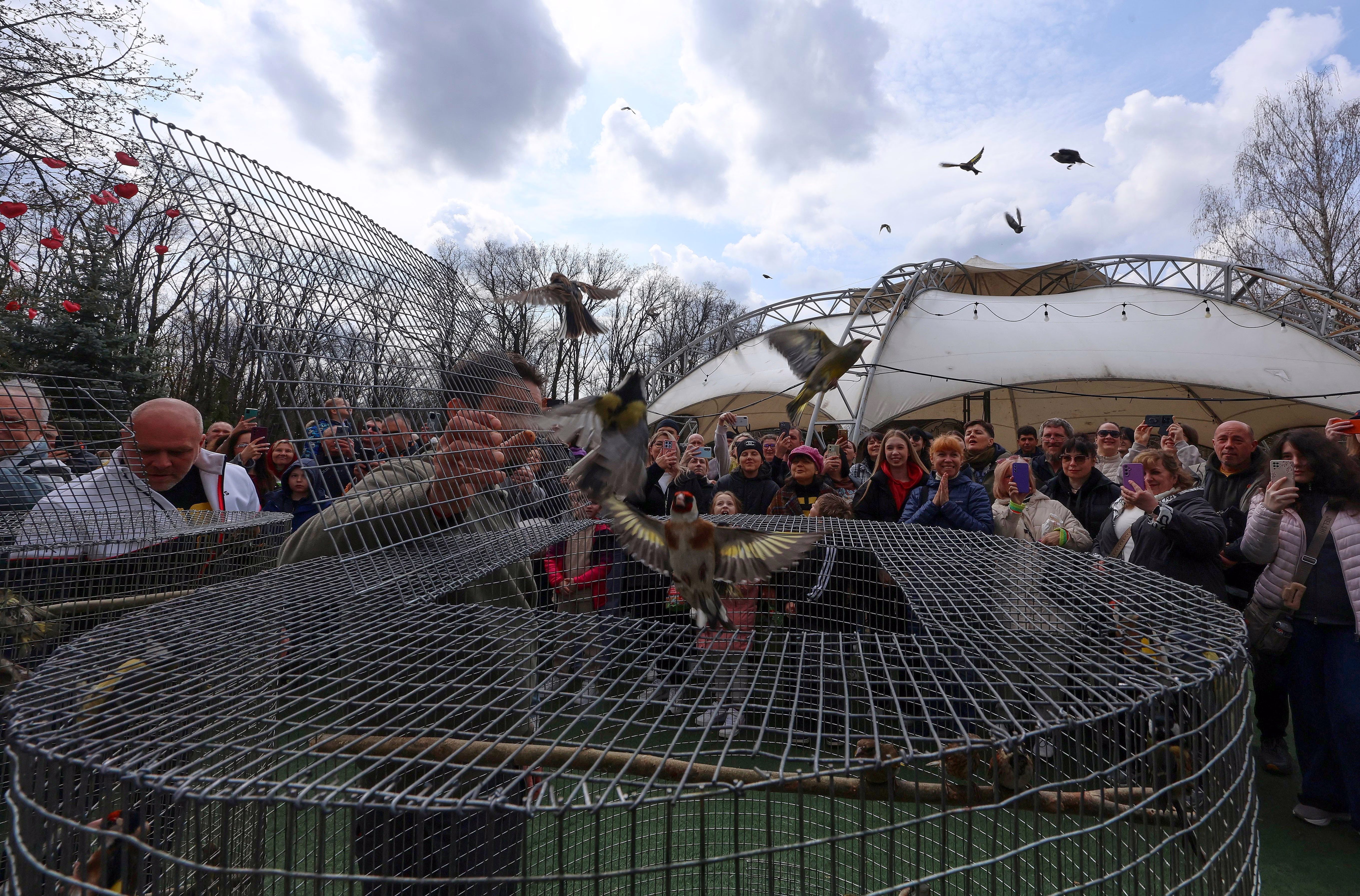 A crowd of people watch as small birds fly out of opened cages in a park.