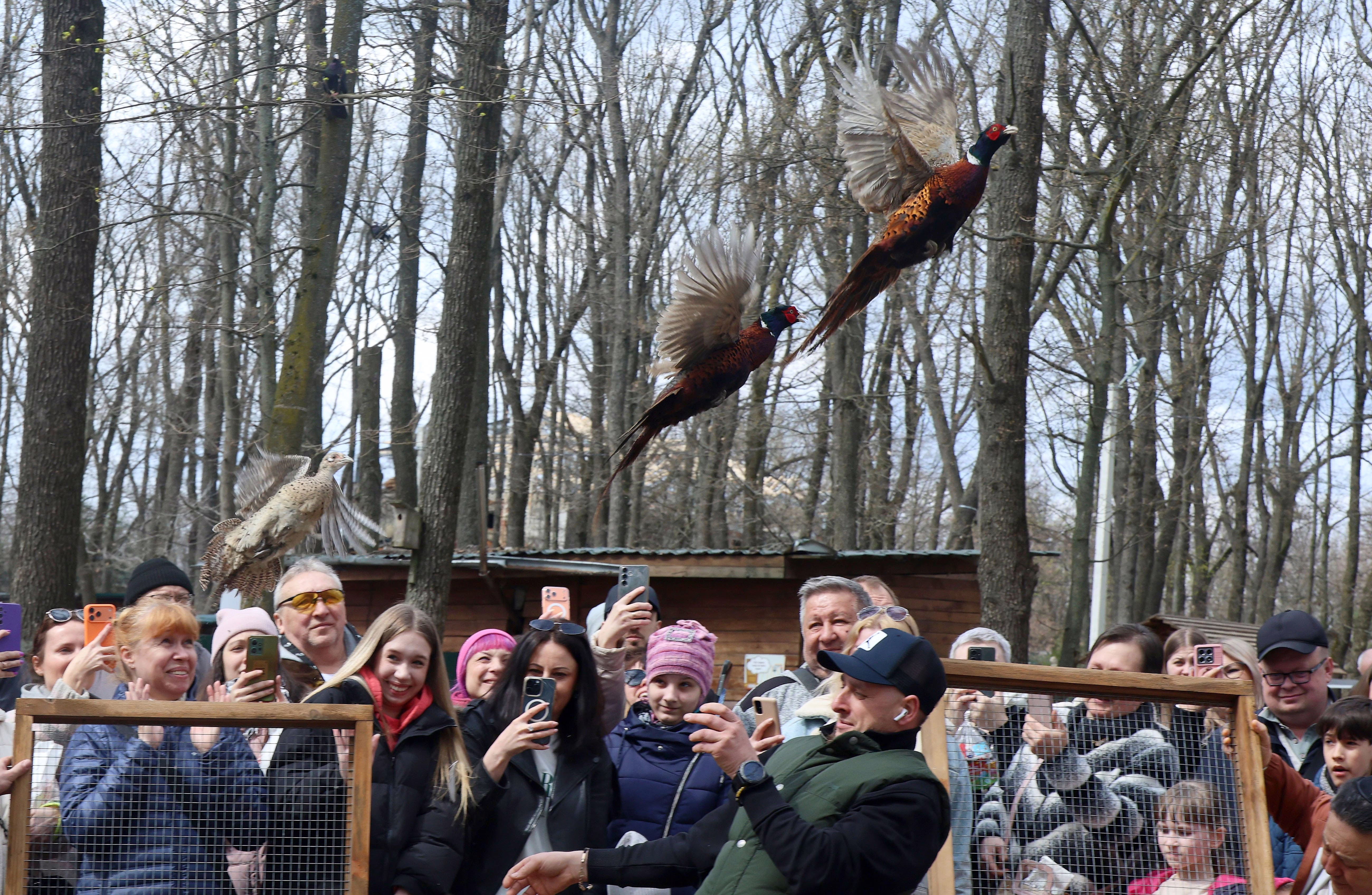 A crowd watches as pheasants fly out of a wooden cage during a release.