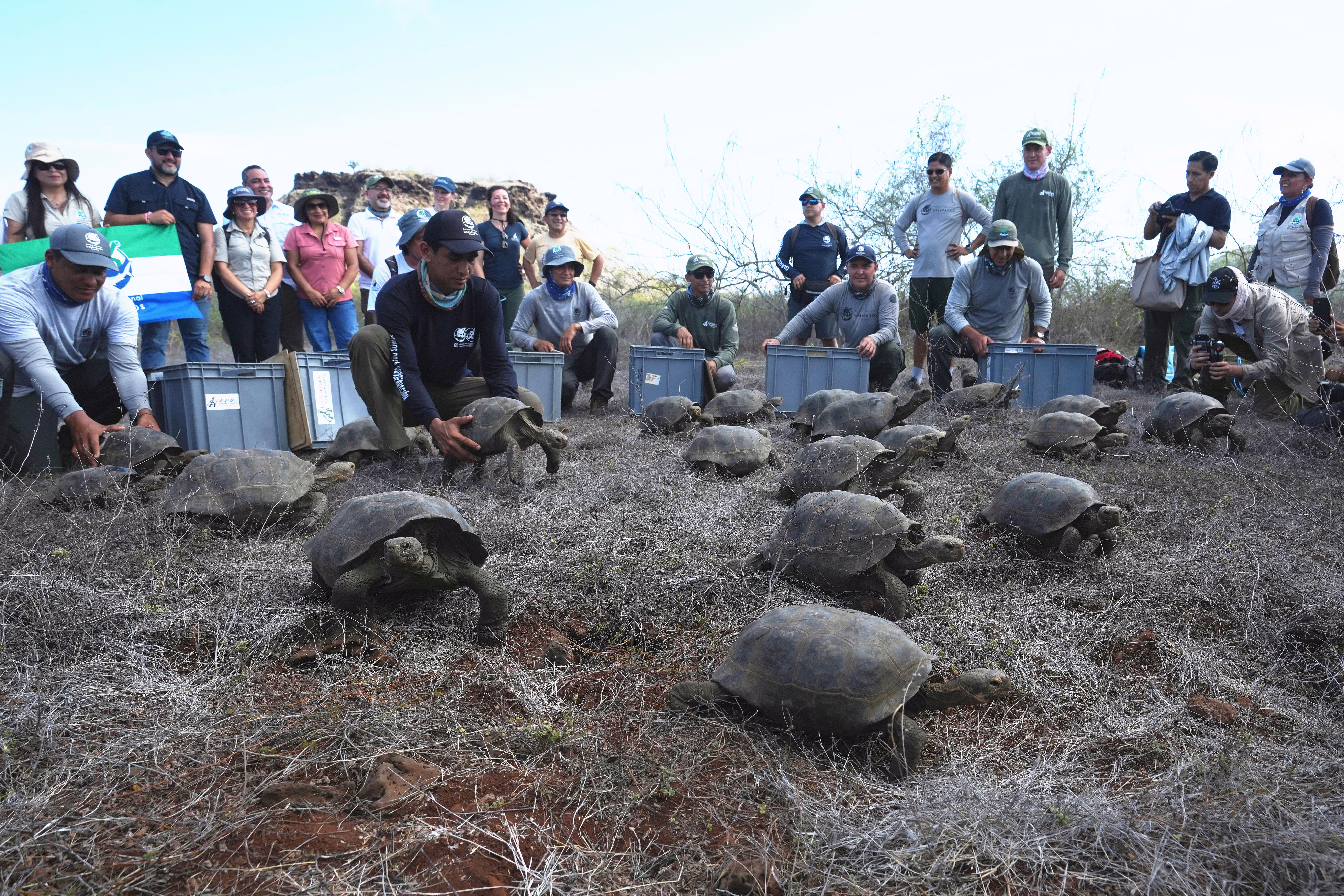 People watch as about 20 tortoises are released from crates.