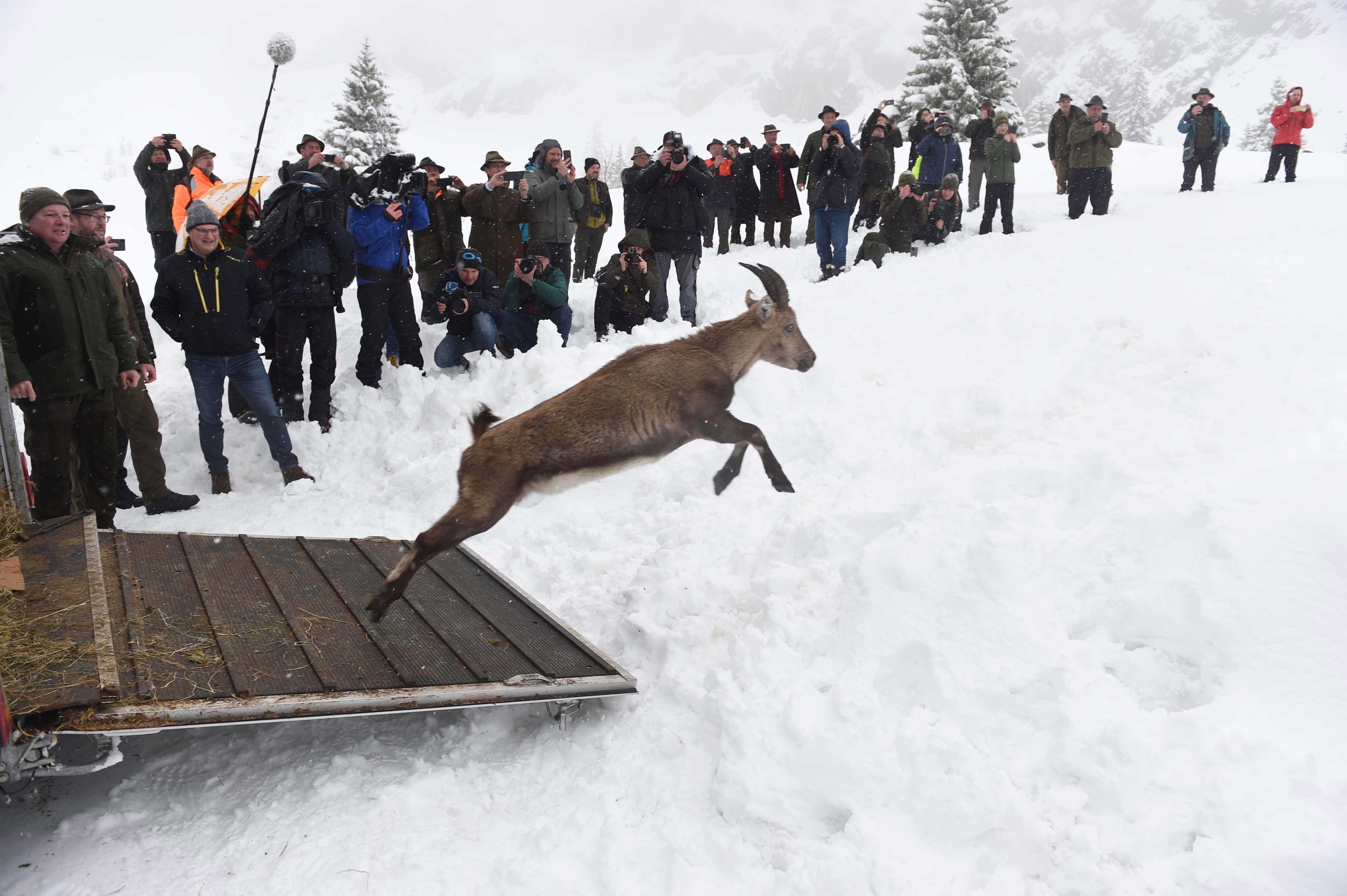 A crowd watches as an ibex leaps out of the back of a truck into a snowy field during a wildlife release.