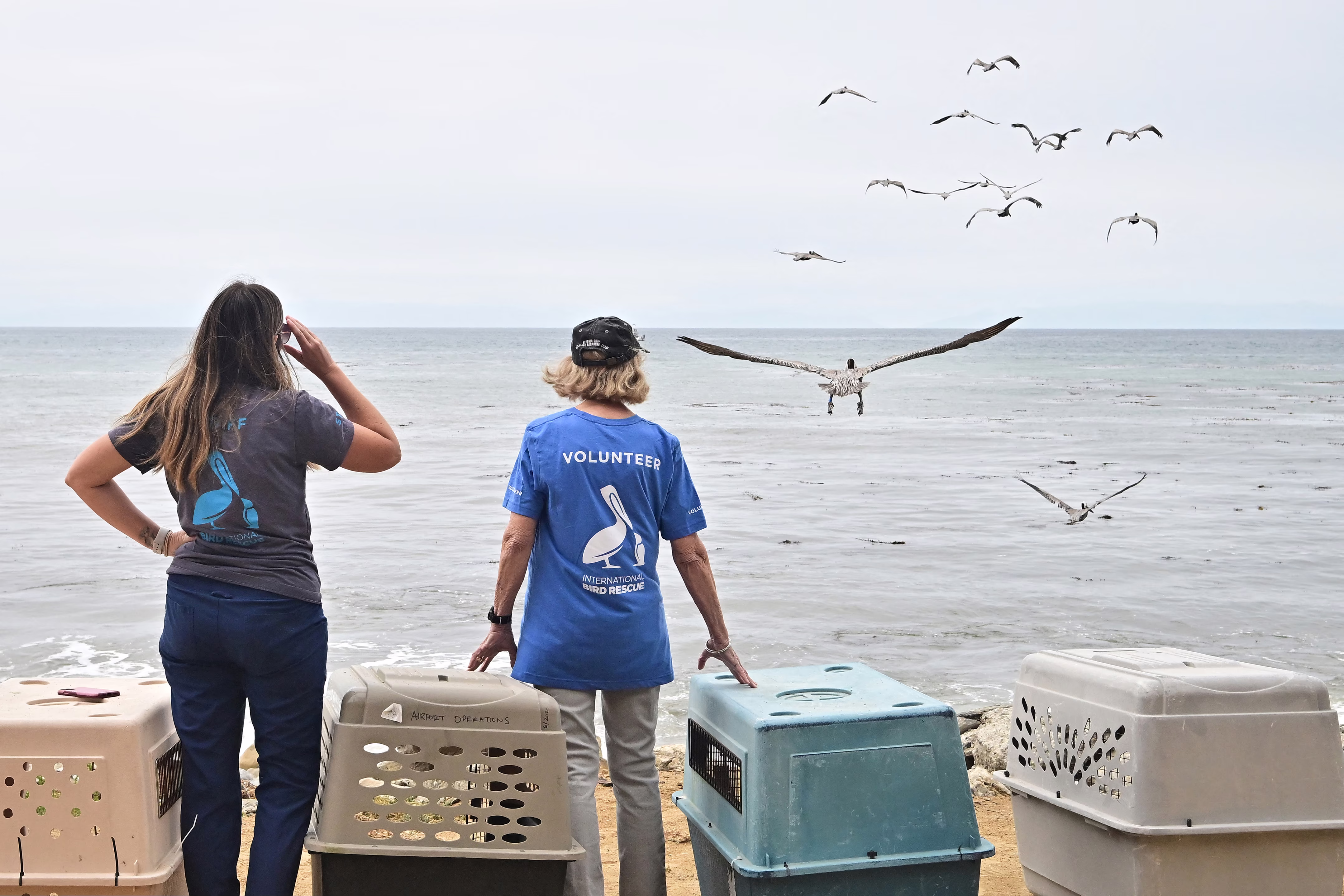 Two people stand beside crates on a beach, watching as more than a dozen pelicans fly away.