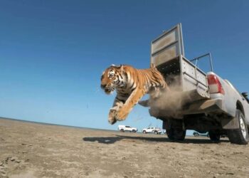 Photos: Releasing Animals Back Into Their Habitats