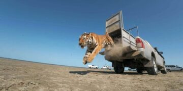 Photos: Releasing Animals Back Into Their Habitats