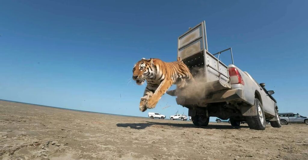 Photos: Releasing Animals Back Into Their Habitats