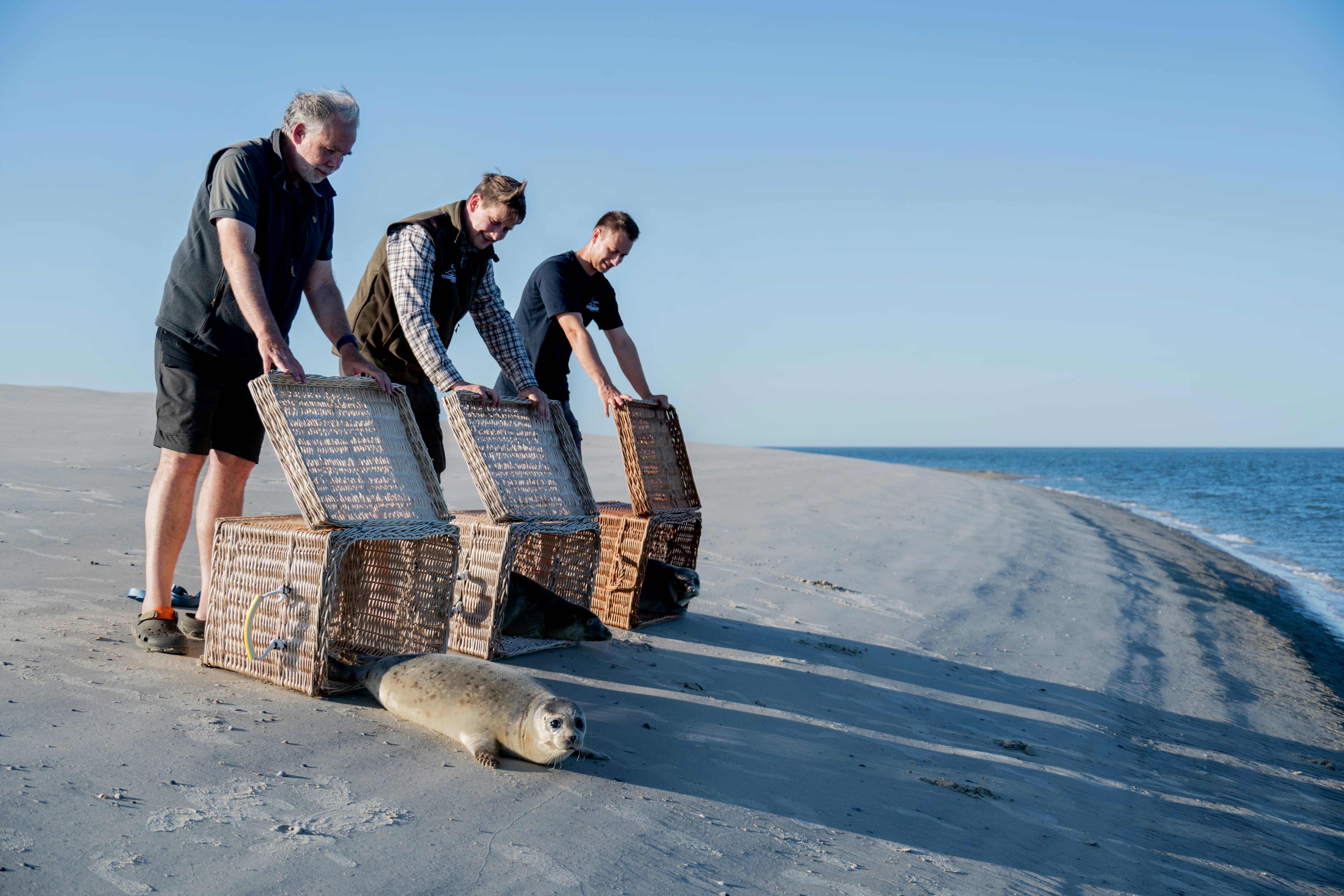 Three seals, (from left) Ernie, Lucy, and Tiffy, scoot into the water during their release on the German island of Juist on August 13, 2026, after being successfully raised at the Norddeich Seal Sanctuary.
