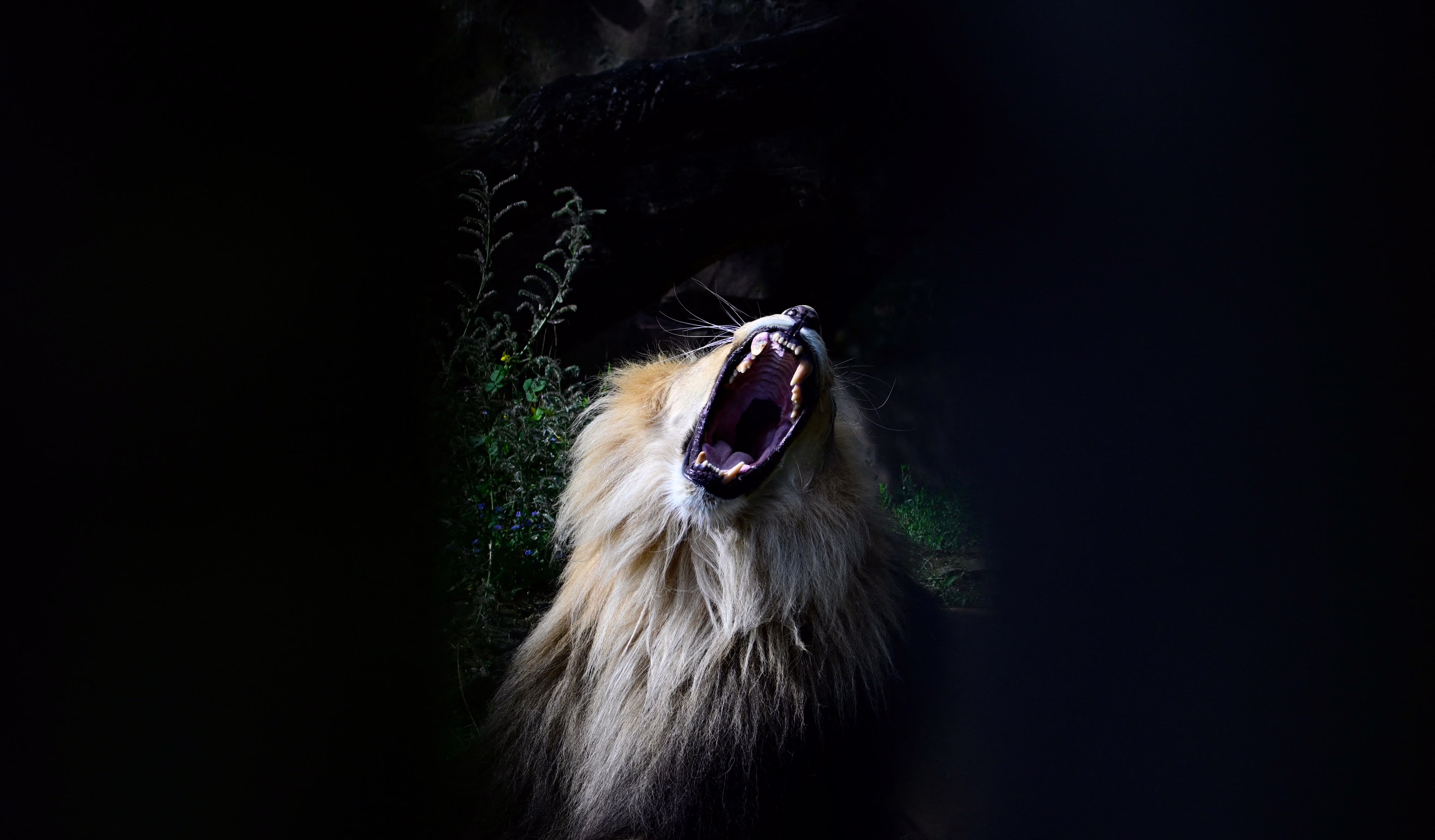 A lion, its mouth open wide, in a zoo enclosure