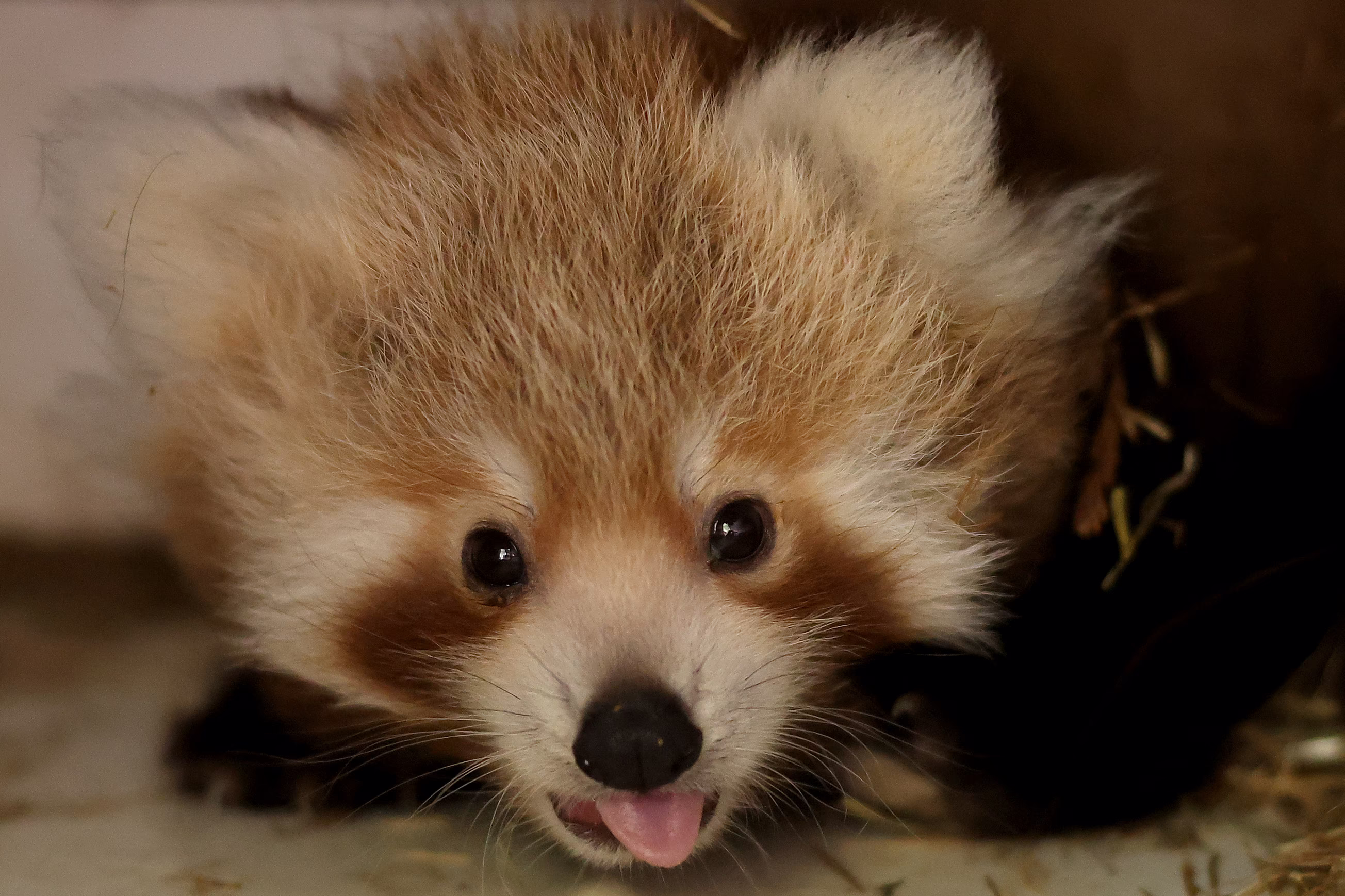 A red panda cub, with its tongue sticking out