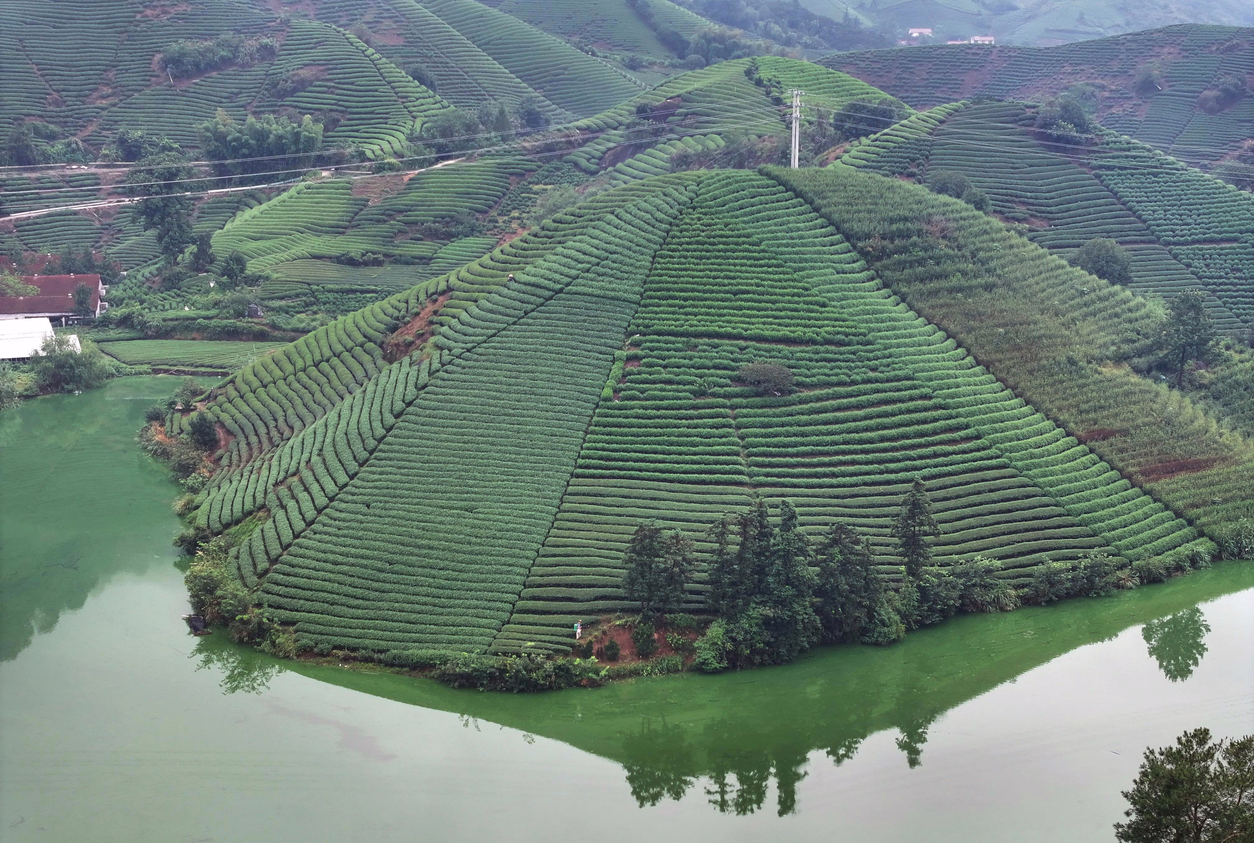 An elevated view of even rows of tea bushes across many hills