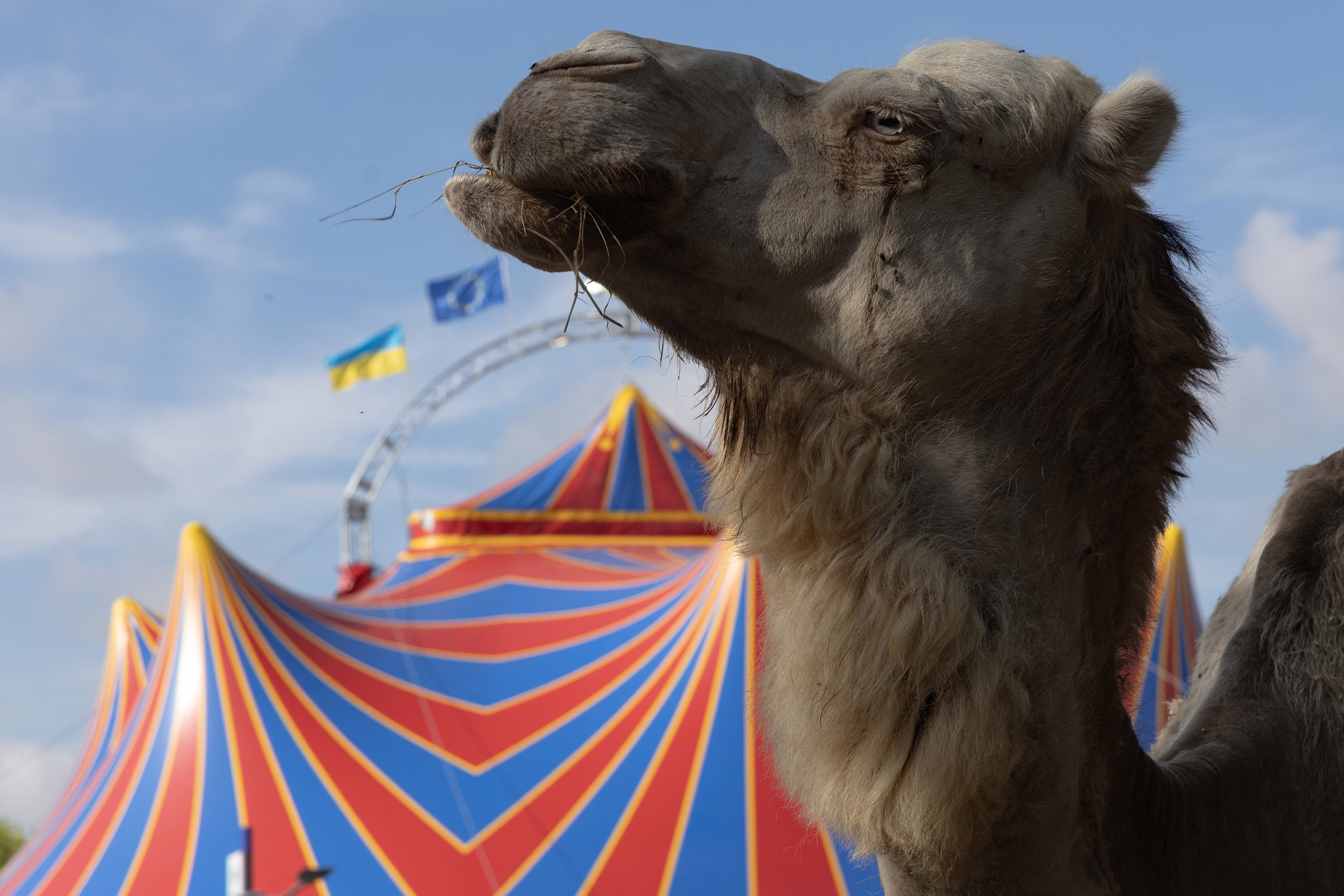 A camel stands next to a circus big top tent.