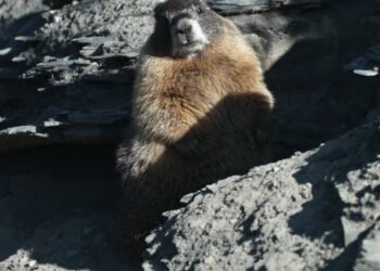 Leader of Fat Marmot Week fights the budget cut era: ‘we’re going to be laughing our way down as the Titanic sinks’
