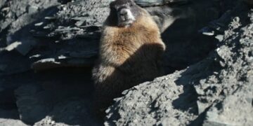 Leader of Fat Marmot Week fights the budget cut era: ‘we’re going to be laughing our way down as the Titanic sinks’