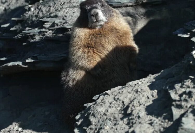 Leader of Fat Marmot Week fights the budget cut era: ‘we’re going to be laughing our way down as the Titanic sinks’