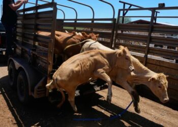 U.S. to allow limited livestock imports from Mexico as outbreak from flesh-eating screwworm parasite eases, but total eradication will take time