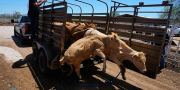 U.S. to allow limited livestock imports from Mexico as outbreak from flesh-eating screwworm parasite eases, but total eradication will take time