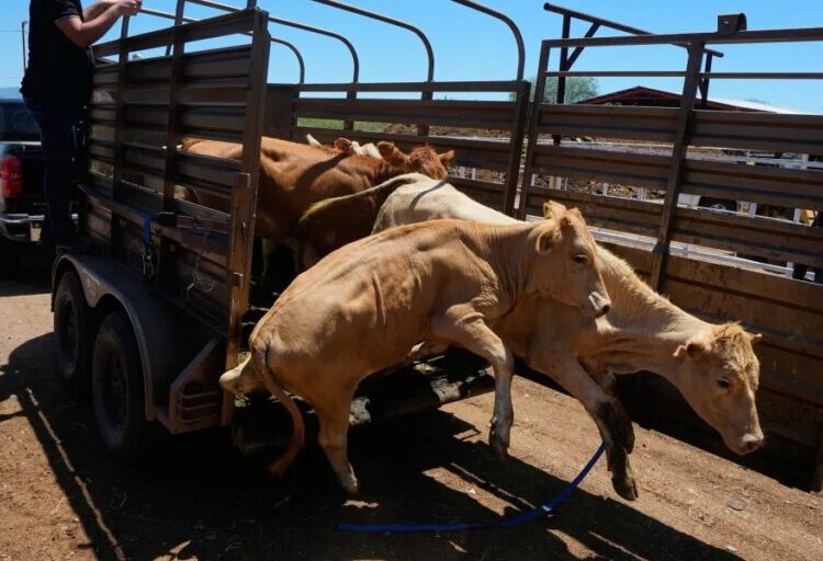 U.S. to allow limited livestock imports from Mexico as outbreak from flesh-eating screwworm parasite eases, but total eradication will take time