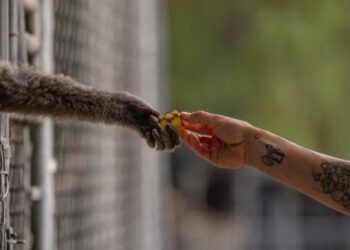 A California house painter taught himself about gibbons 50 years ago — and now his center is a world-leading rescue facility