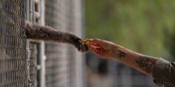 A California house painter taught himself about gibbons 50 years ago — and now his center is a world-leading rescue facility