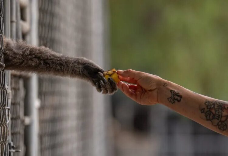 A California house painter taught himself about gibbons 50 years ago — and now his center is a world-leading rescue facility